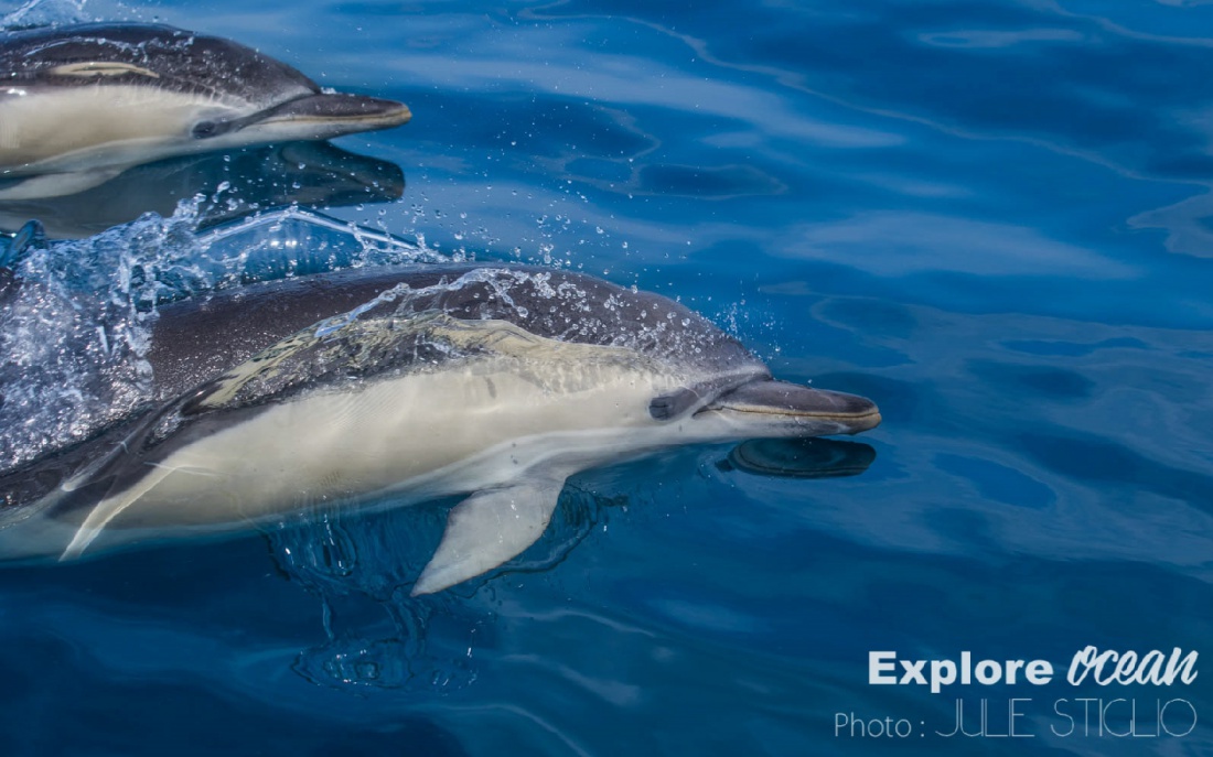 Sortie en mer avec Explore Océan et Magie à l'hôpital