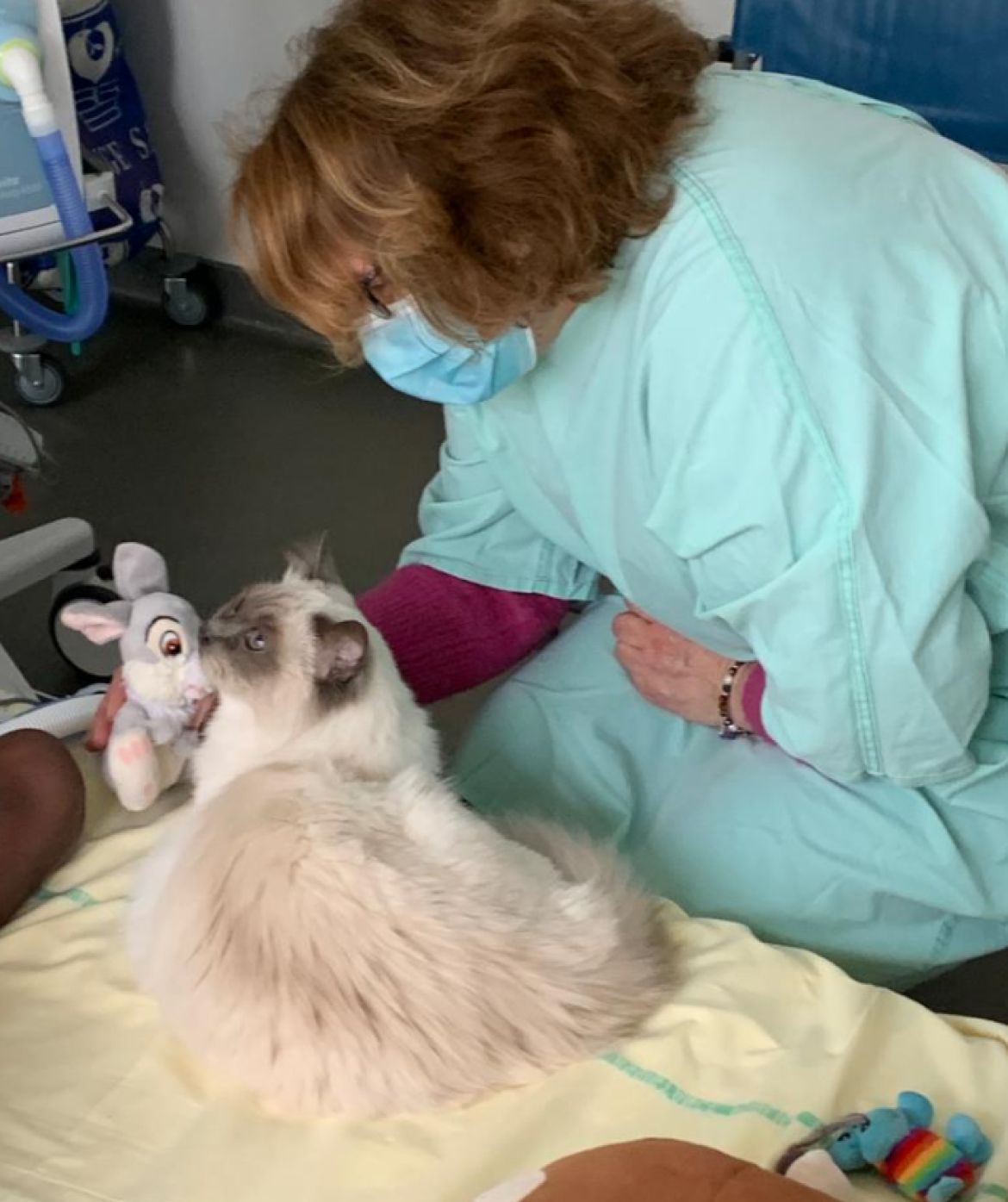 un chat à l'hôpital Necker de Paris 